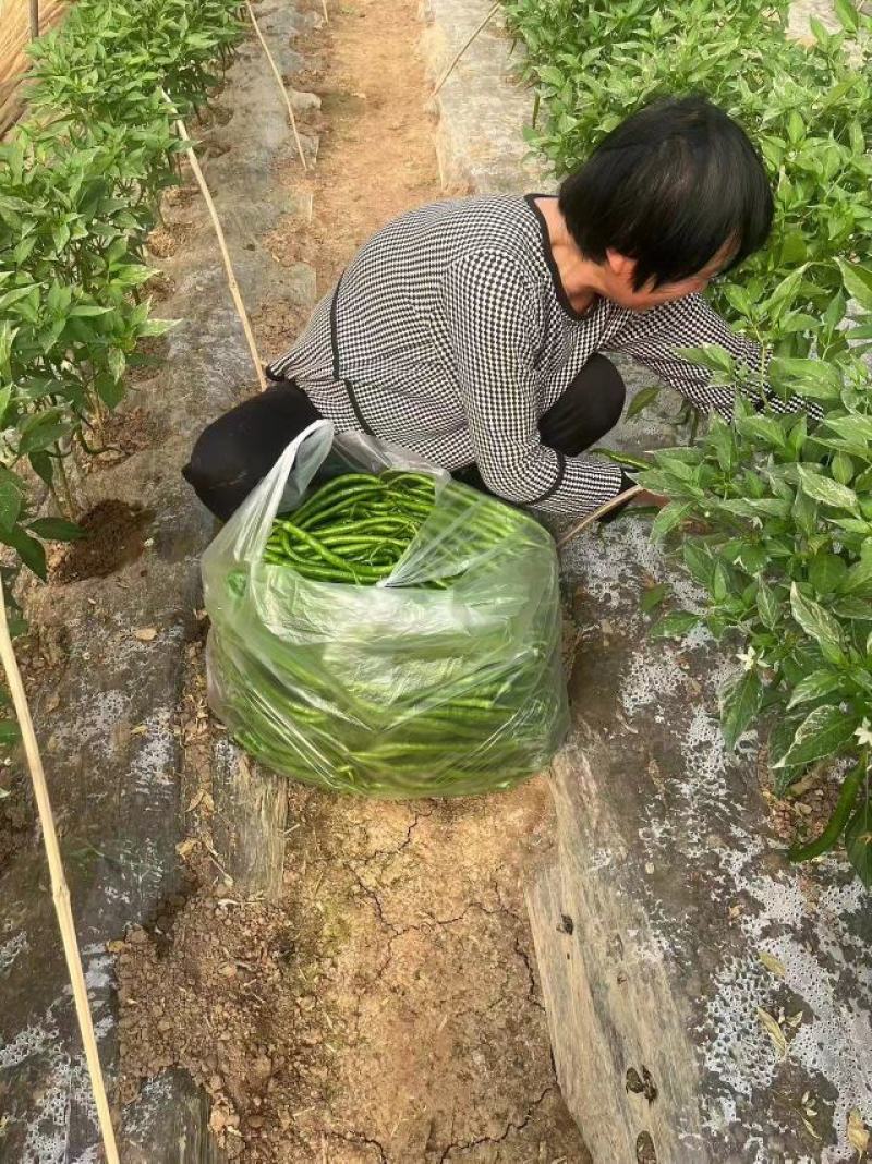 精品大棚线椒大量上市，支持全国代收，代发。