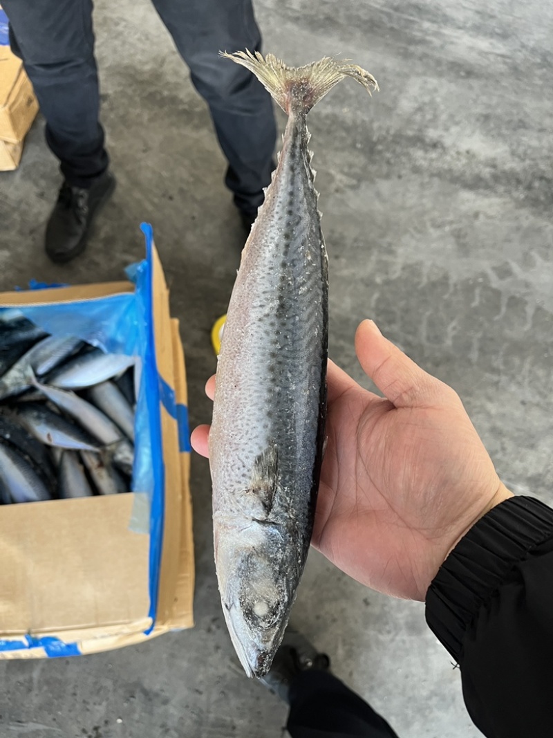 鲐鲅鱼青占鱼大小规格都有灯光船冻拖网袋装箱装