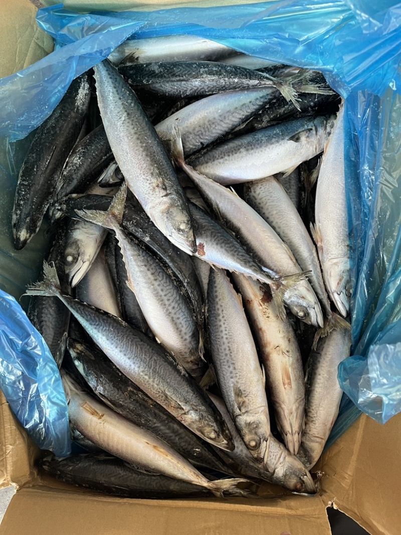 鲐鲅鱼青占鱼大小规格都有灯光船冻拖网袋装箱装