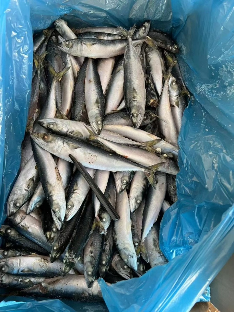 鲐鲅鱼青占鱼大小规格都有灯光船冻拖网袋装箱装