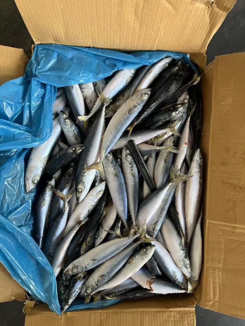 鲐鲅鱼青占鱼大小规格都有灯光船冻拖网袋装箱装