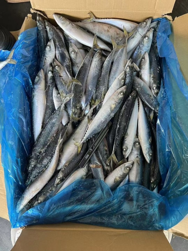 鲐鲅鱼青占鱼大小规格都有灯光船冻拖网袋装箱装