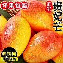 【可一件代发】海南贵妃芒果三亚热带当季时令新鲜现摘水果