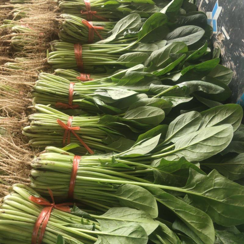 菠菜，叶绿味道好把子小