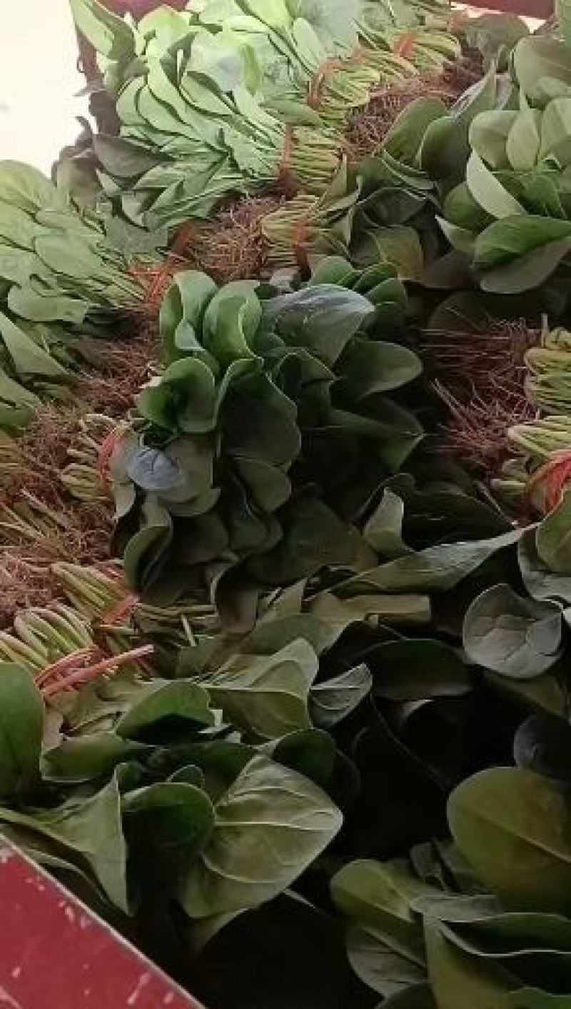 菠菜，叶绿味道好把子小