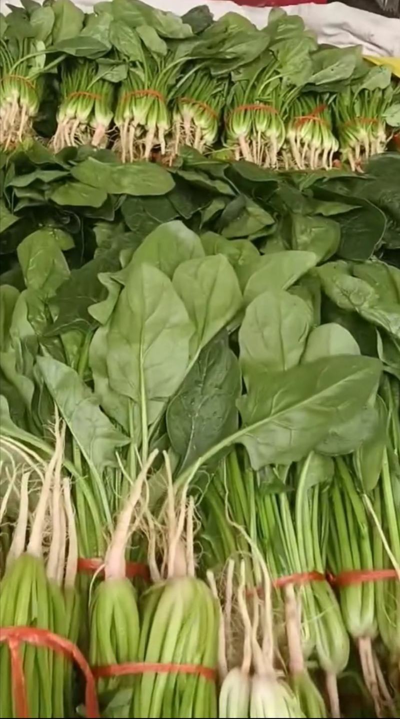 菠菜，叶绿味道好把子小