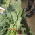 菠菜，叶绿味道好把子小