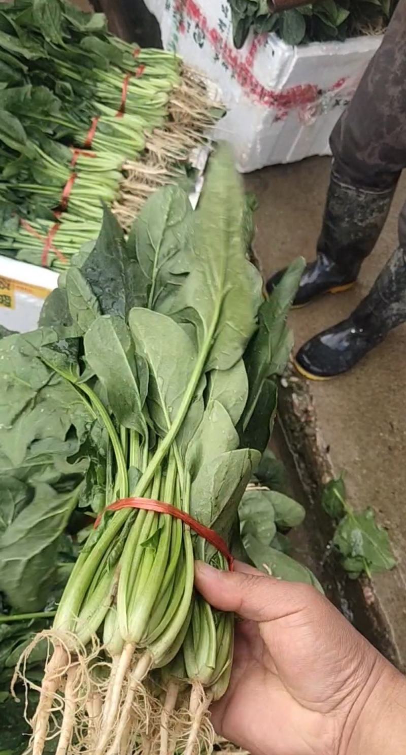 菠菜，叶绿味道好把子小