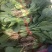 菠菜，叶绿味道好把子小