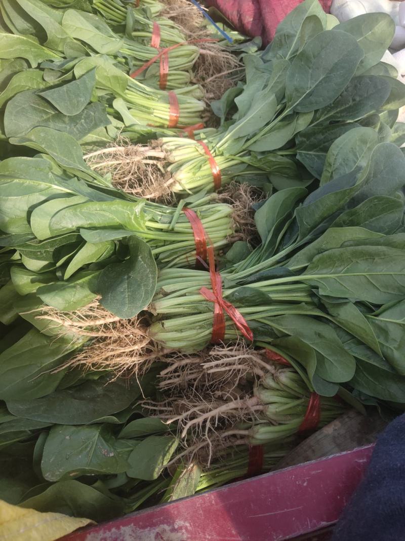菠菜，叶绿味道好把子小