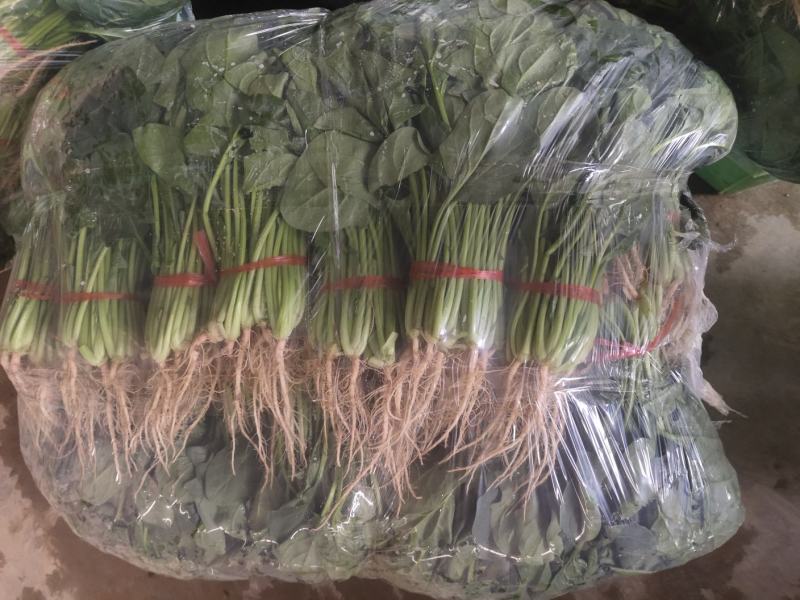 菠菜，叶绿味道好把子小