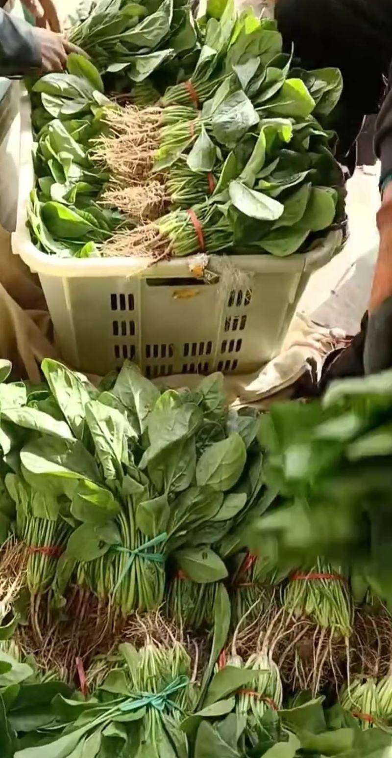 菠菜，叶绿味道好把子小