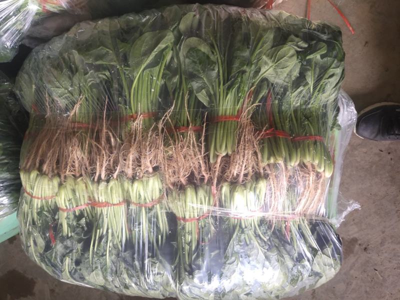 菠菜，叶绿味道好把子小
