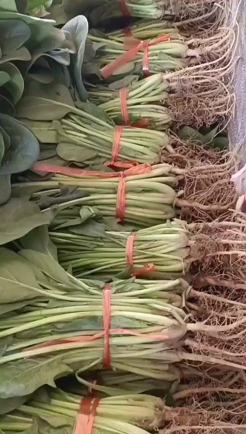 菠菜，叶绿味道好把子小