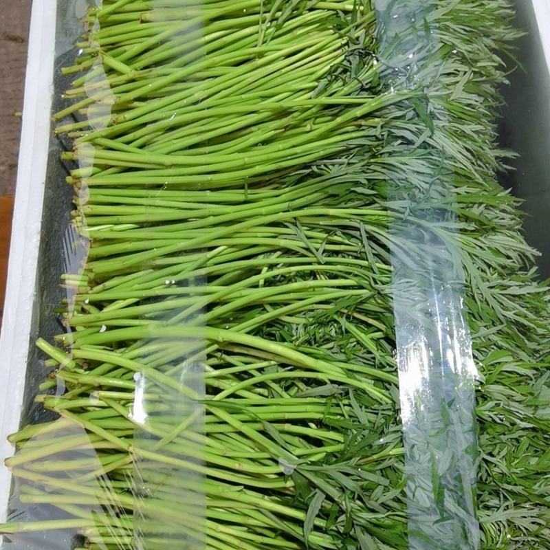 柳蒿又名柳蒿芽、蒌蒿、芦蒿、藜蒿、泥篙、菠蒿、水蒿。