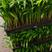 散尾葵筛苗广州发货，根系发达，适合种盆栽，欢迎大家咨询来