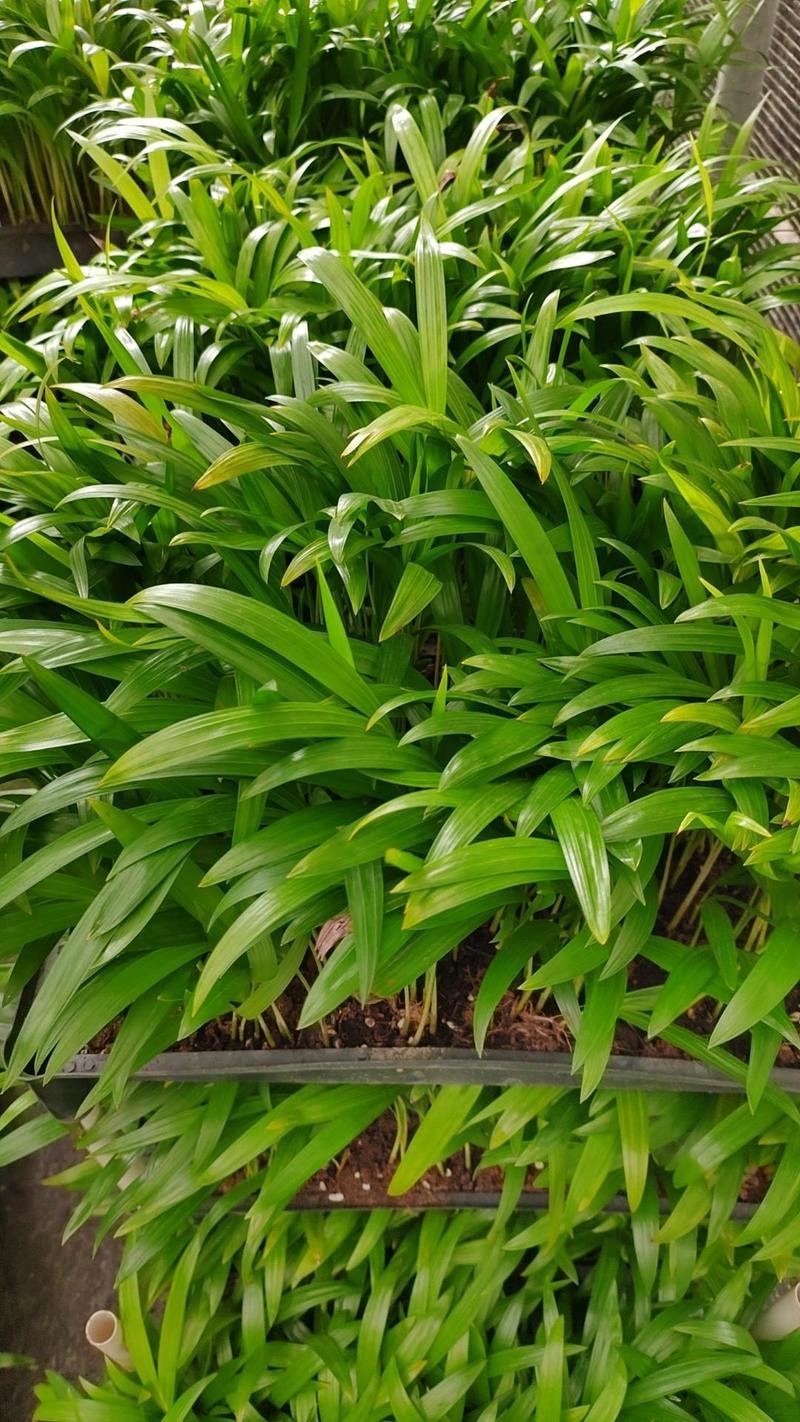 散尾葵筛苗广州发货，根系发达，适合种盆栽，欢迎大家咨询来