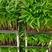 散尾葵筛苗广州发货，根系发达，适合种盆栽，欢迎大家来咨询
