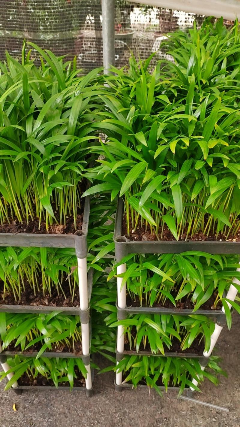 散尾葵筛苗广州发货，根系发达，适合种盆栽，欢迎大家来咨询