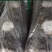 新乡香菇菌棒，恒温培养