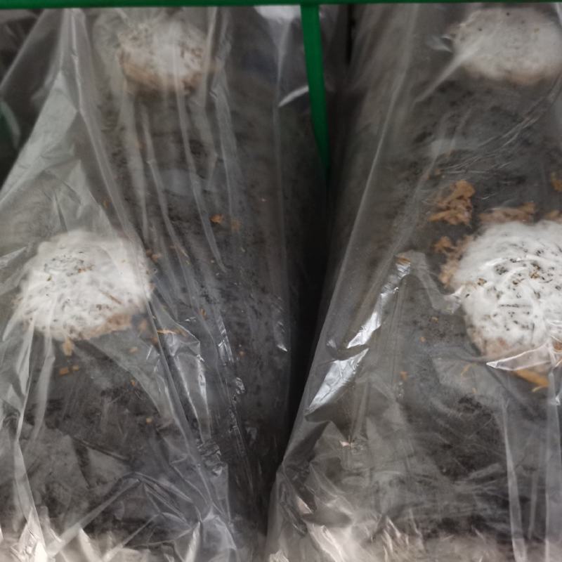 新乡香菇菌棒，恒温培养