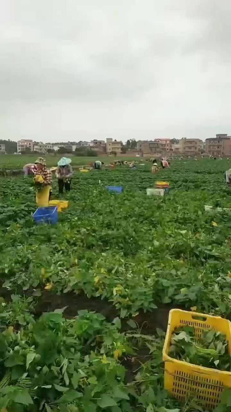 红苕尖