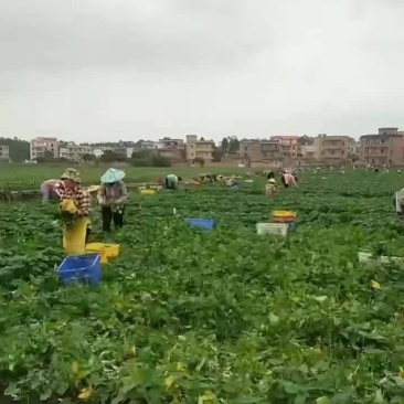 红苕尖