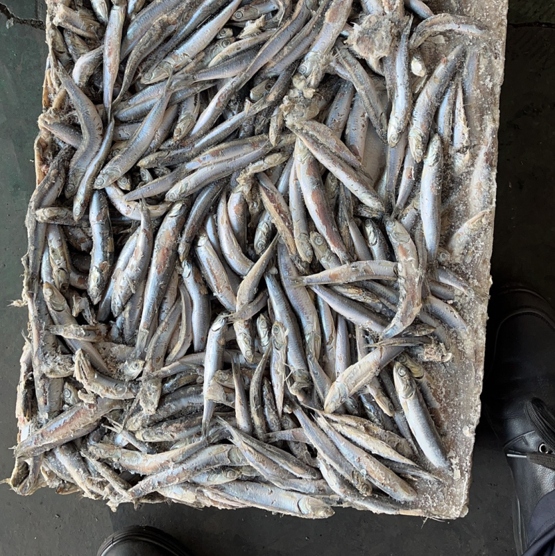 饲料鱼鳀鱼出水烂喂螃蟹饲料青皮毛片沙里钻