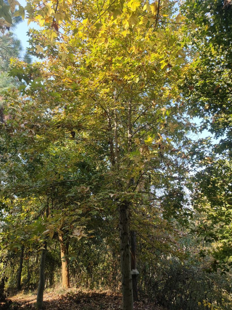 枫香树江西枫香树基地直供大量有货欢迎来电咨询