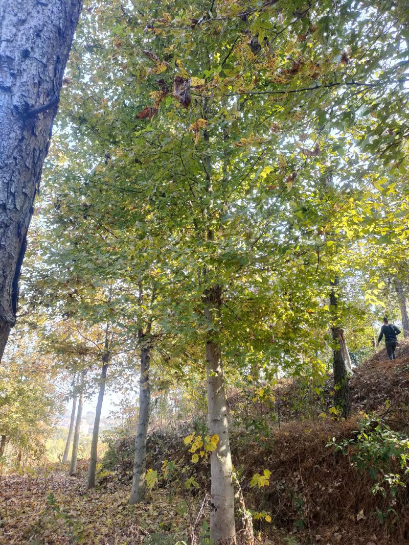 枫香树江西枫香树基地直供大量有货欢迎来电咨询