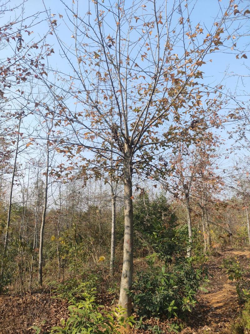 枫香树江西枫香树基地直供大量有货欢迎来电咨询