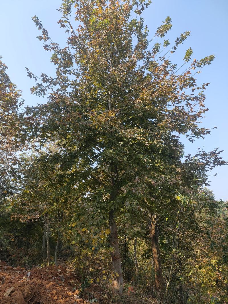 枫香树江西枫香树基地直供大量有货欢迎来电咨询