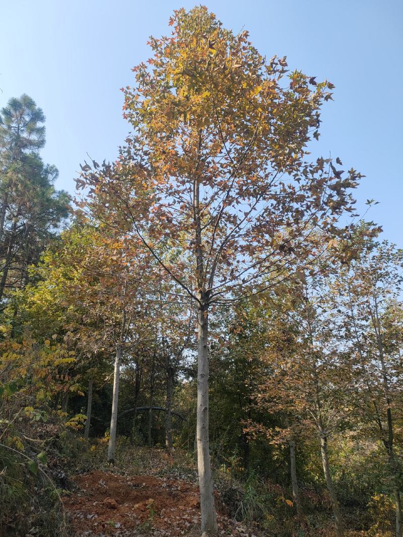 枫香树江西枫香树基地直供大量有货欢迎来电咨询