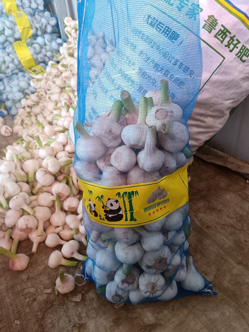 鲜蒜