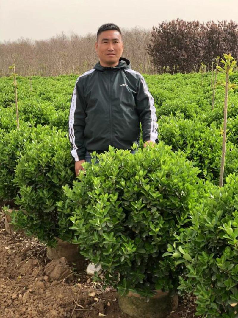 大叶黄杨球容器苗，冠幅100厘米大量出售雨翔苗木