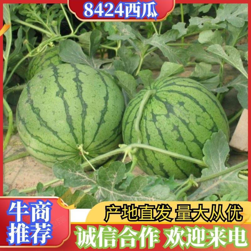 安徽宿州8424有籽西瓜，包熟包甜，瓜型好甜度高，产地直发