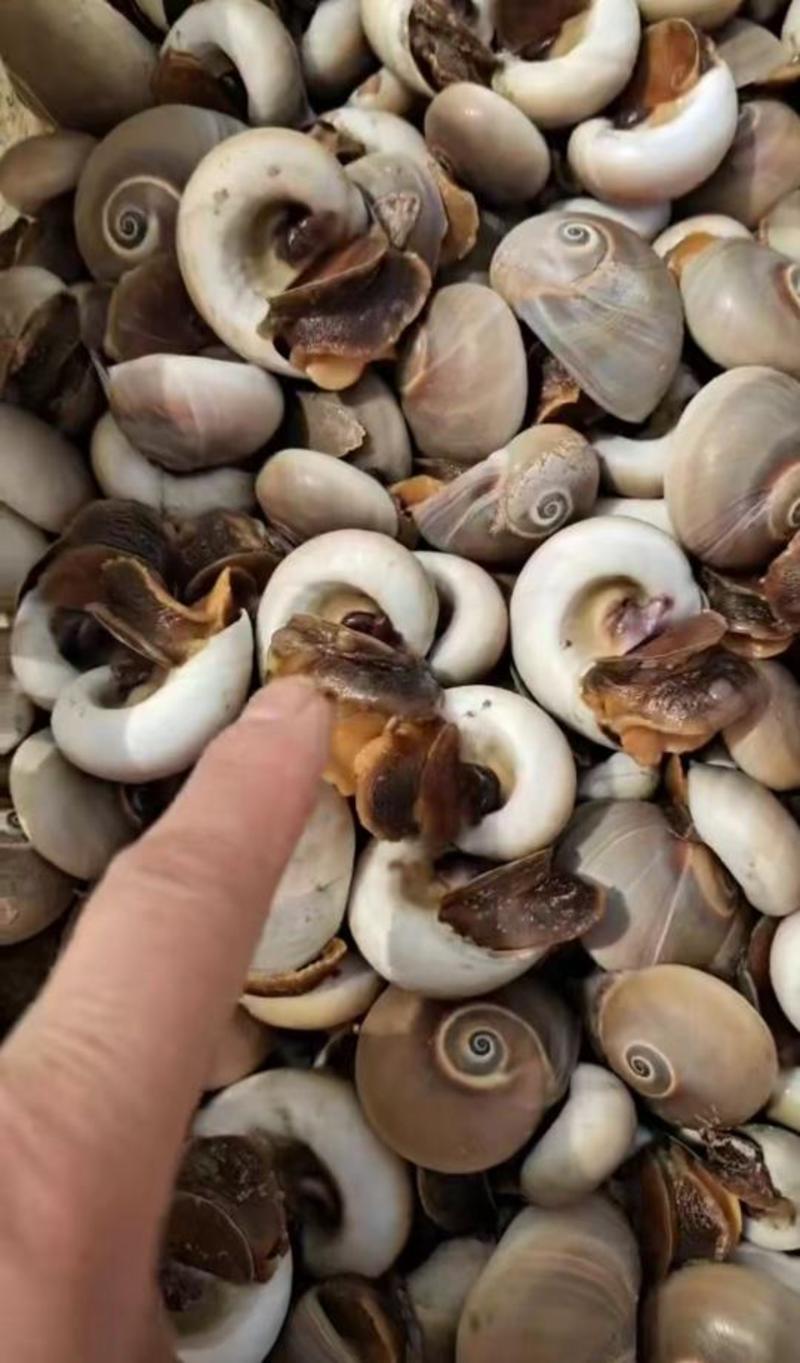 猫眼螺也叫海蛎子！鲜活直发！辣炒做汤麻辣海鲜自产自销无差