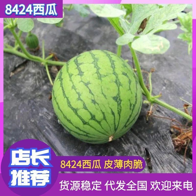 安徽8424西瓜宿州8424有籽西瓜，熟度好，甜度高