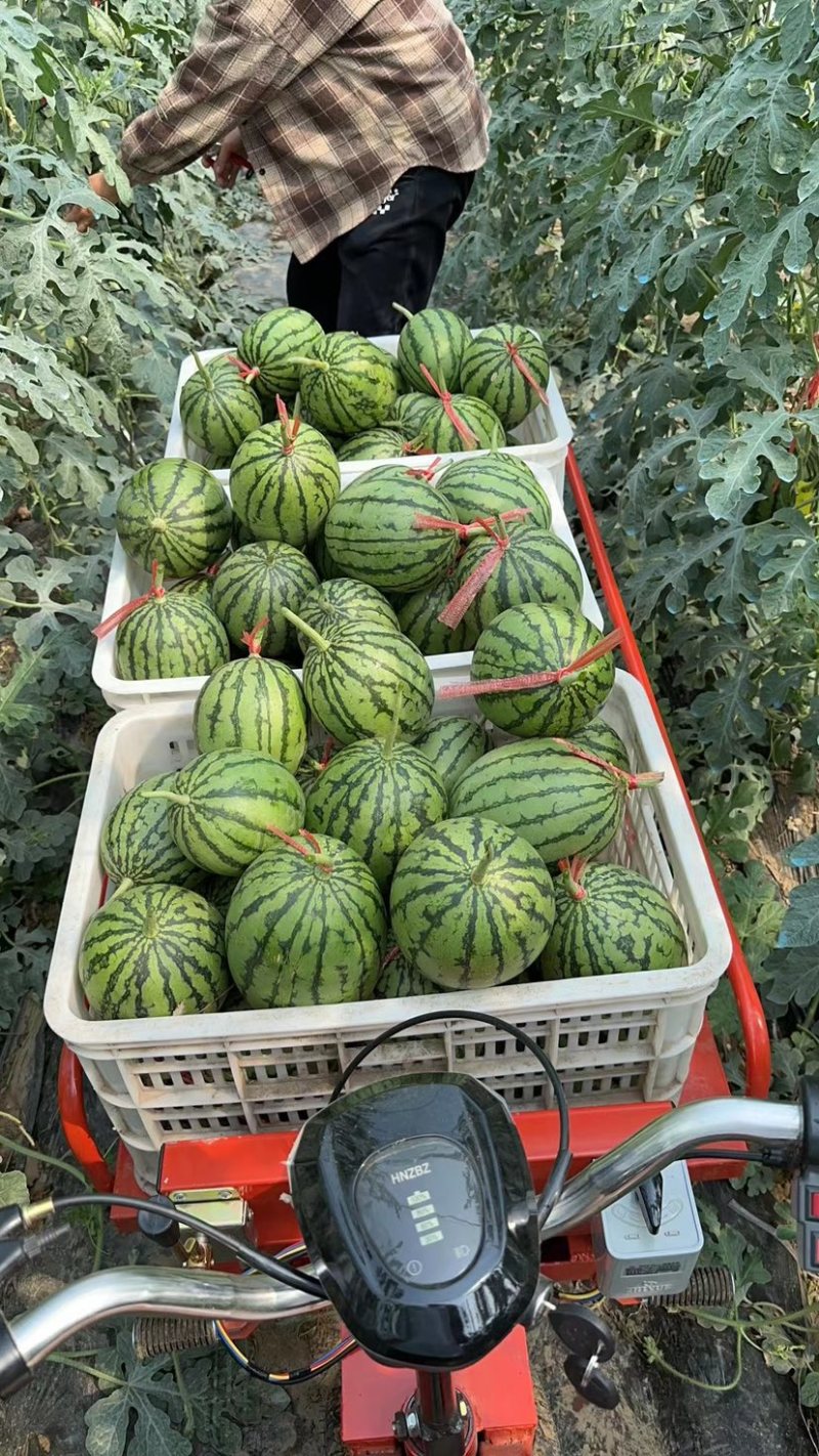 原产地牛奶小吊瓜，全美2k，L600，原产地供货！