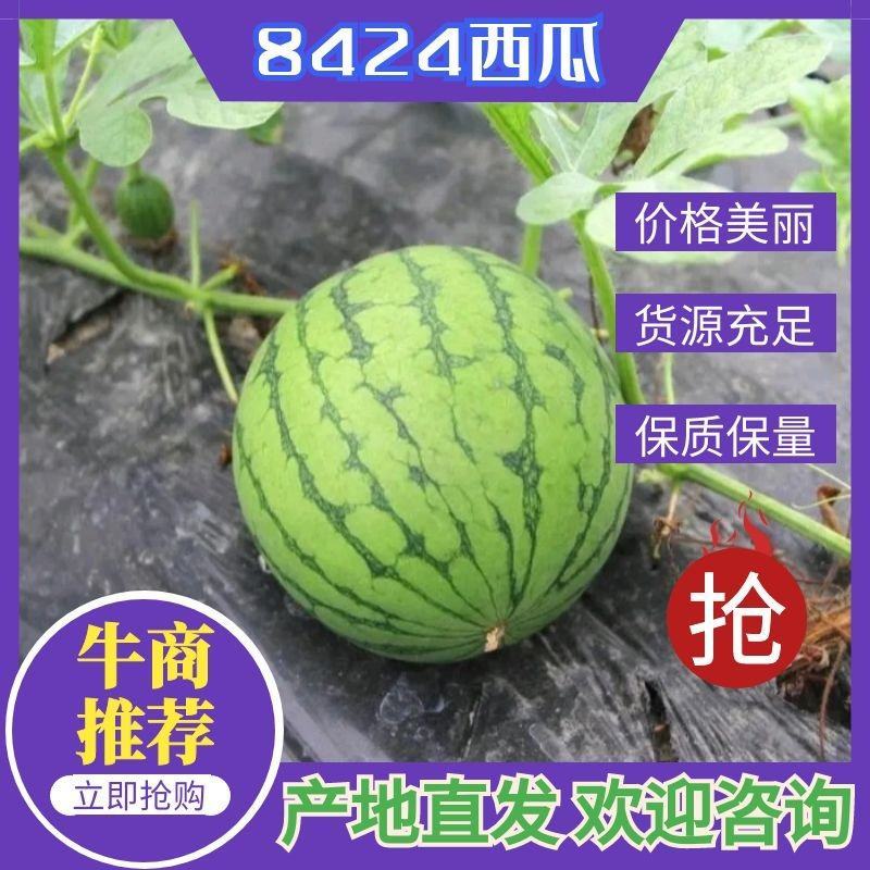 安徽西瓜宿州8424有籽西瓜，熟度好甜度高，货源稳定