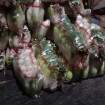 甘肃大棚绿萝卜大量上市需要的联系我。