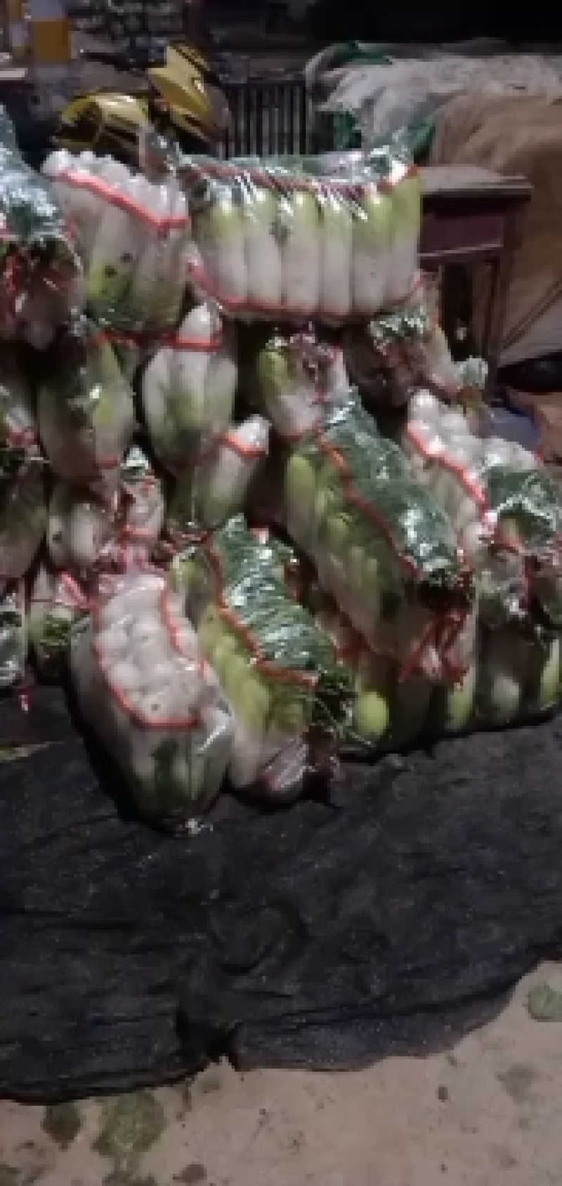 甘肃大棚绿萝卜大量上市需要的联系我。
