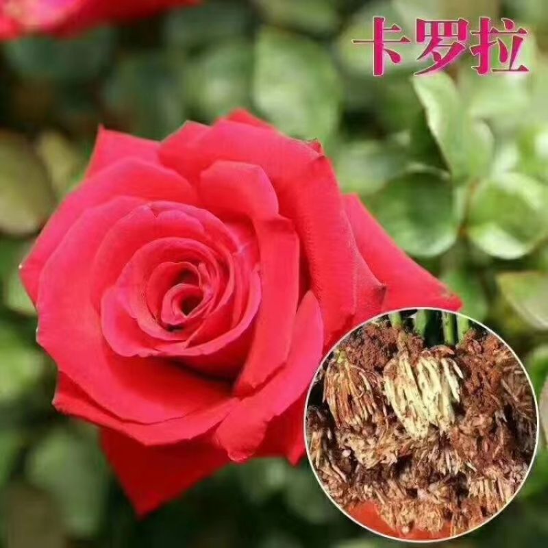 玫瑰花苗四季开花易活好养盆栽地栽庭院阳台绿化工程苗木