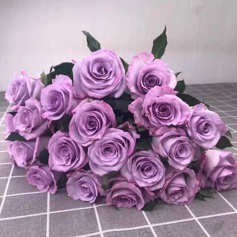 玫瑰花苗四季开花易活好养盆栽地栽庭院阳台绿化工程苗木