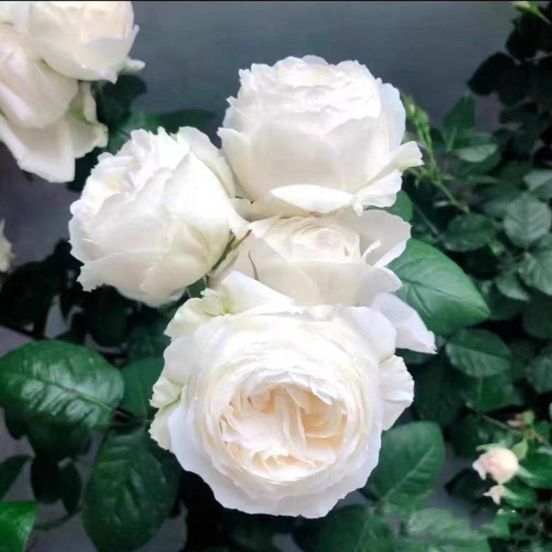 玫瑰花苗四季开花易活好养盆栽地栽庭院阳台绿化工程苗木