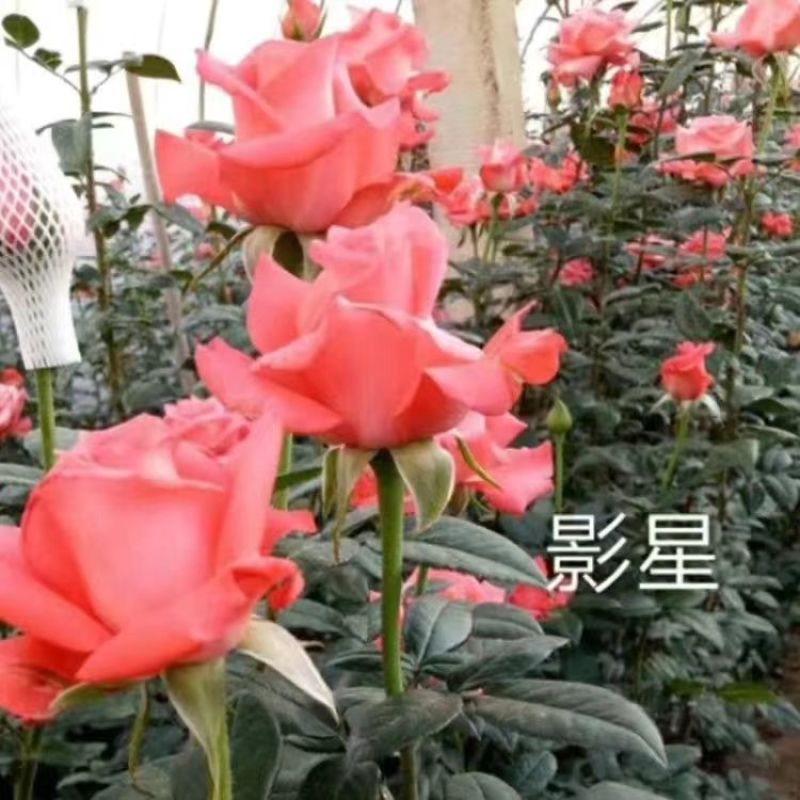 玫瑰花苗四季开花易活好养盆栽地栽庭院阳台绿化工程苗木