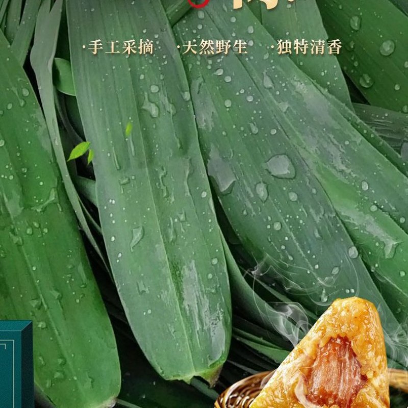 最后亏本处理一天精品芦苇叶手工采摘挑选天然野生