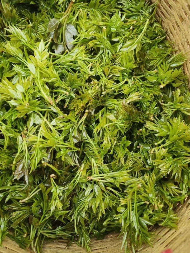 湖南莓茶，基地直发对接全国，可实地考察视频看货，欢迎来电
