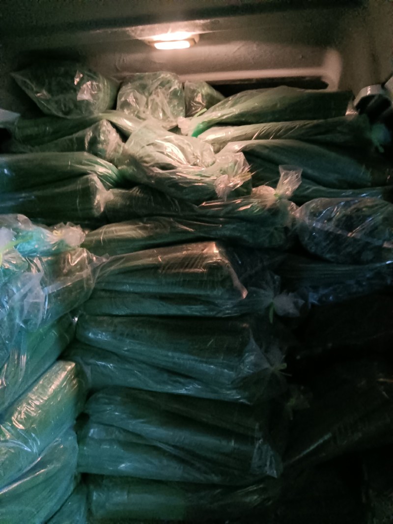 最后亏本处理一天精品芦苇叶手工采摘挑选天然野生