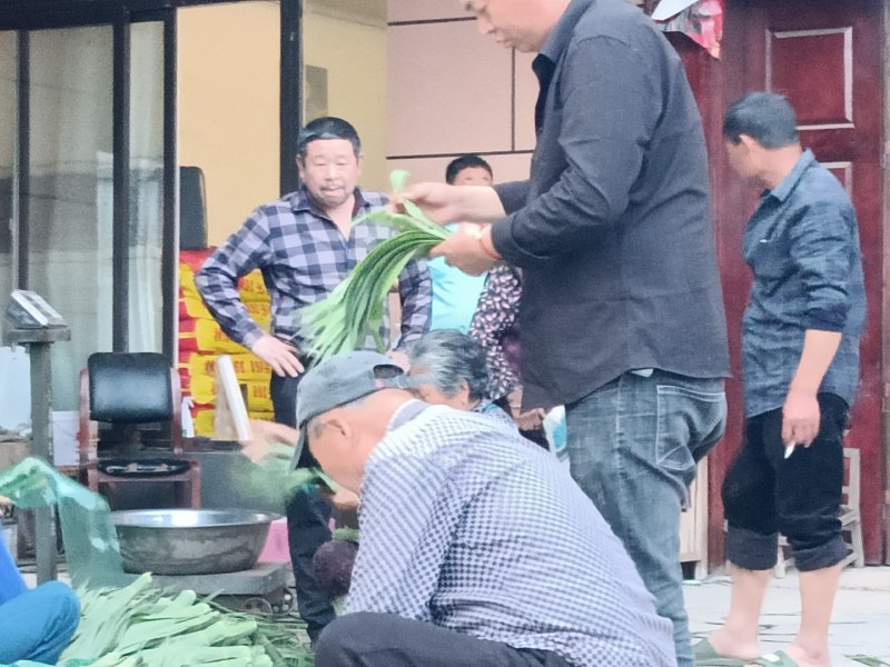 最后亏本处理一天精品芦苇叶手工采摘挑选天然野生